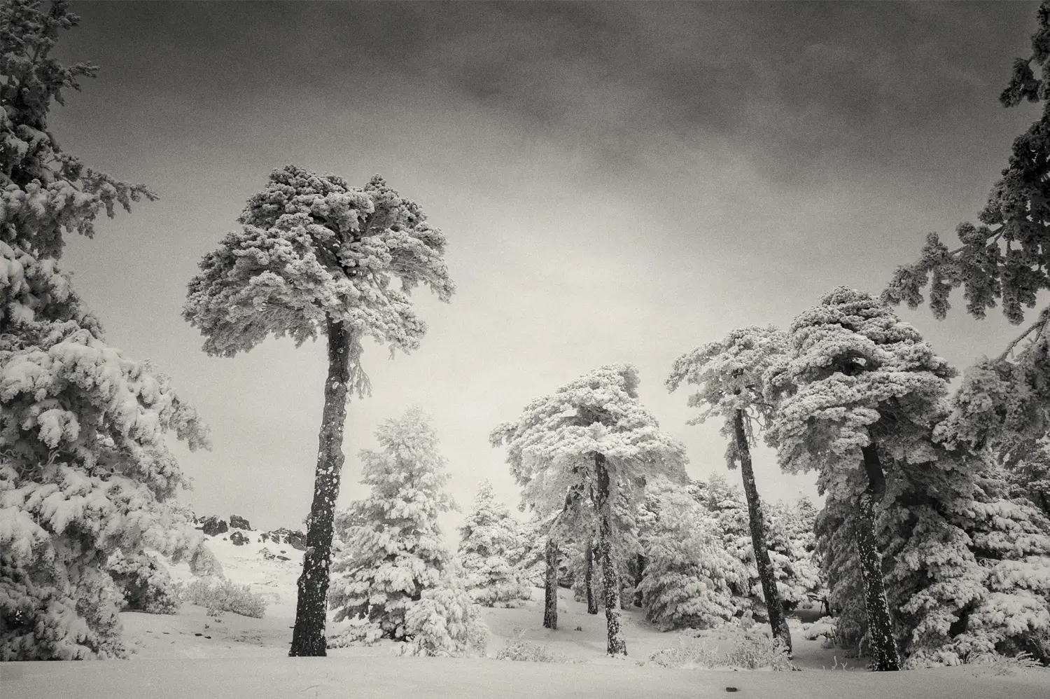 Bosque de pinos cubiertos de escarcha, con copas heladas y suelo nevado, en un paisaje invernal de la Sierra del Guadarrama que transmite silencio y calma.