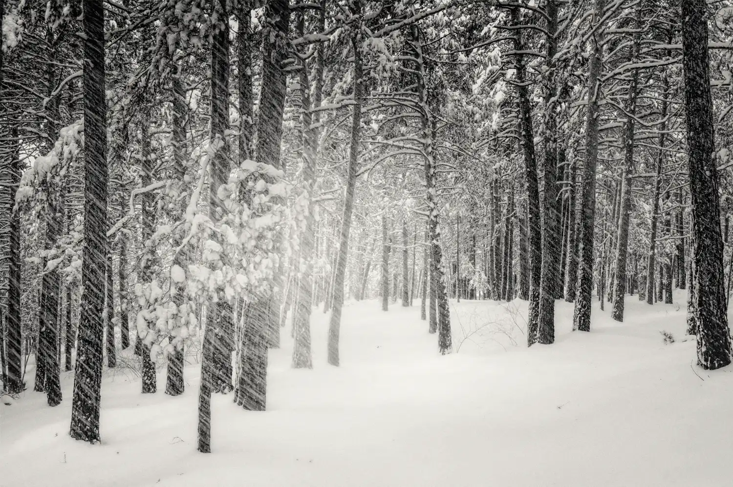 Fotografía artística en blanco y negro de un bosque nevado, simbolizando el silencio denso de la naturaleza en invierno.