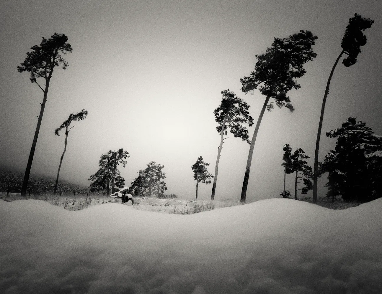 Fotografía artística en blanco y negro de un bosque nevado, simbolizando el silencio denso de la naturaleza en invierno.