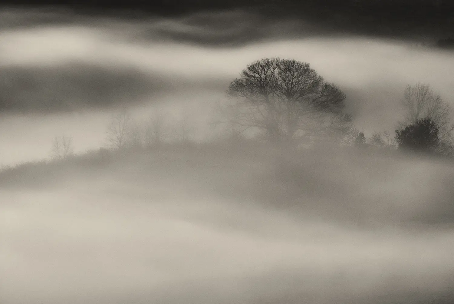 Paisaje envuelto en niebla con árboles al fondo, evocando un silencio etéreo y poético en la naturaleza.