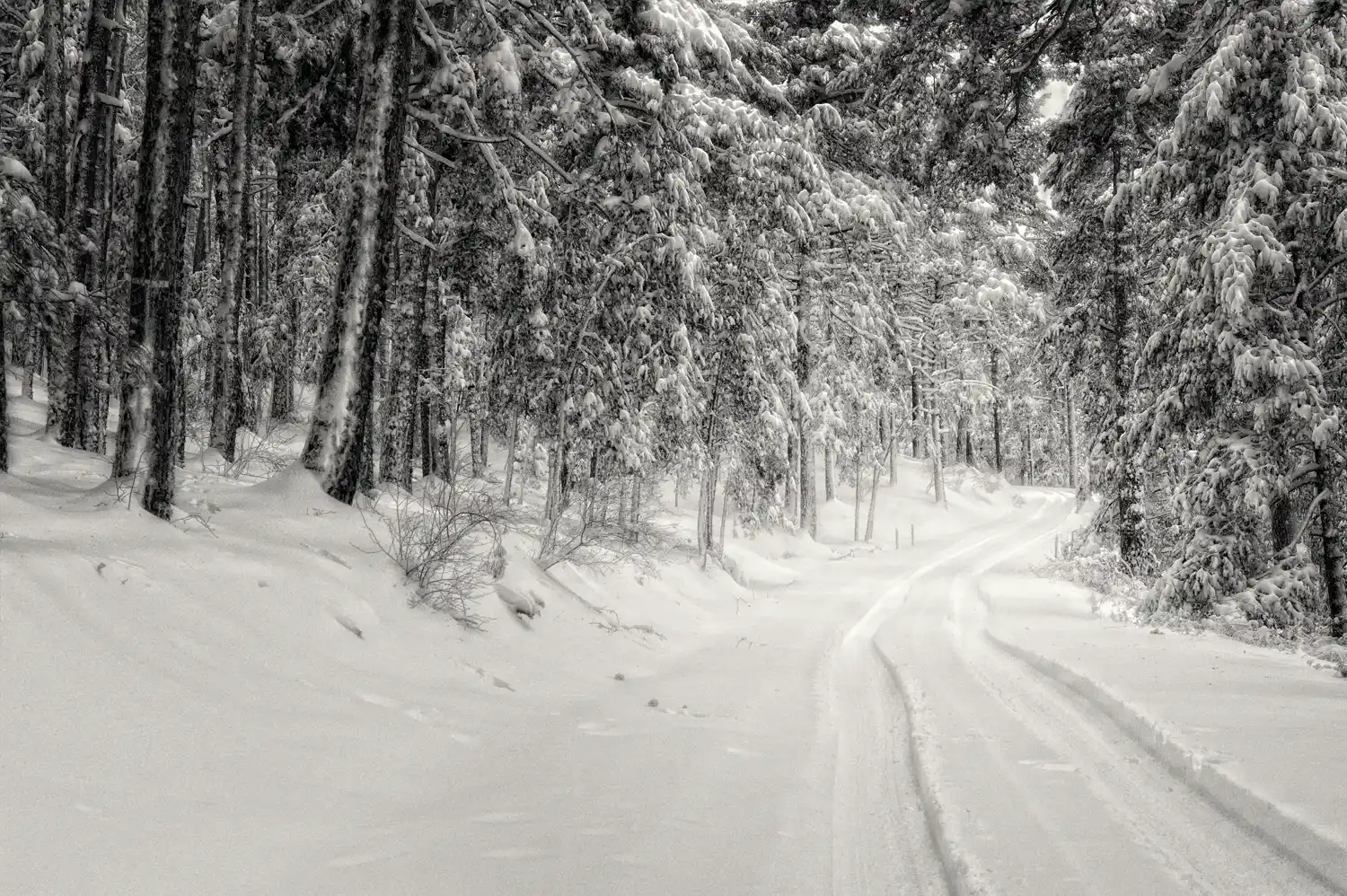 Fotografía artística en blanco y negro de un bosque nevado, simbolizando el silencio denso de la naturaleza en invierno.