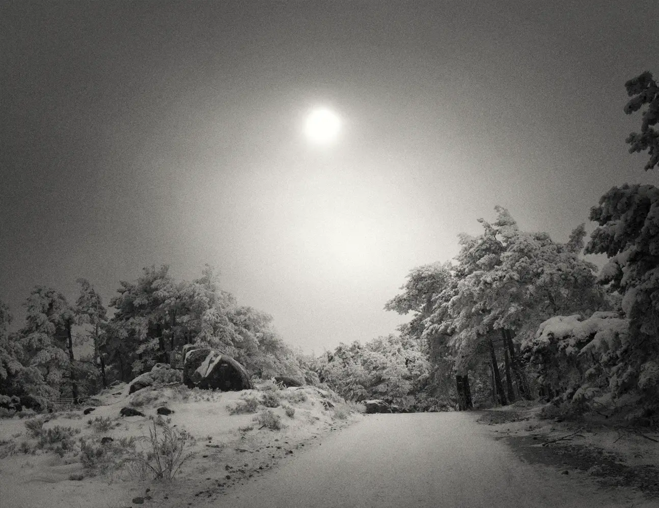 Fotografía artística en blanco y negro de un bosque nevado, simbolizando el silencio denso de la naturaleza en invierno.