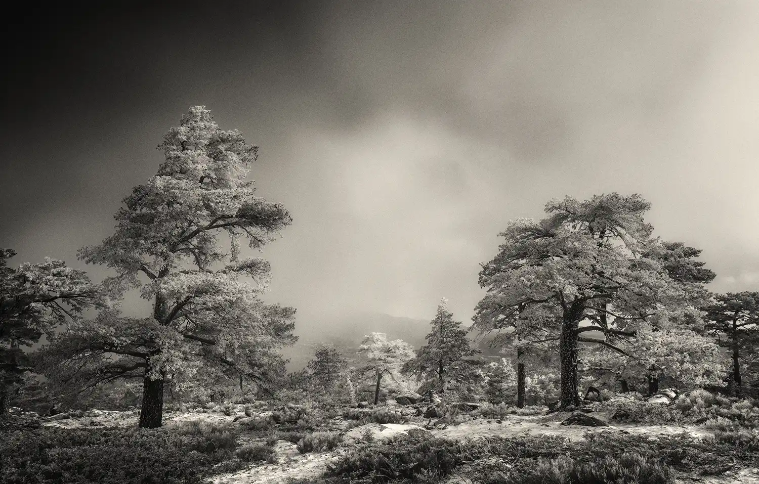 Fotografía artística en blanco y negro de un bosque nevado, simbolizando el silencio denso de la naturaleza en invierno.