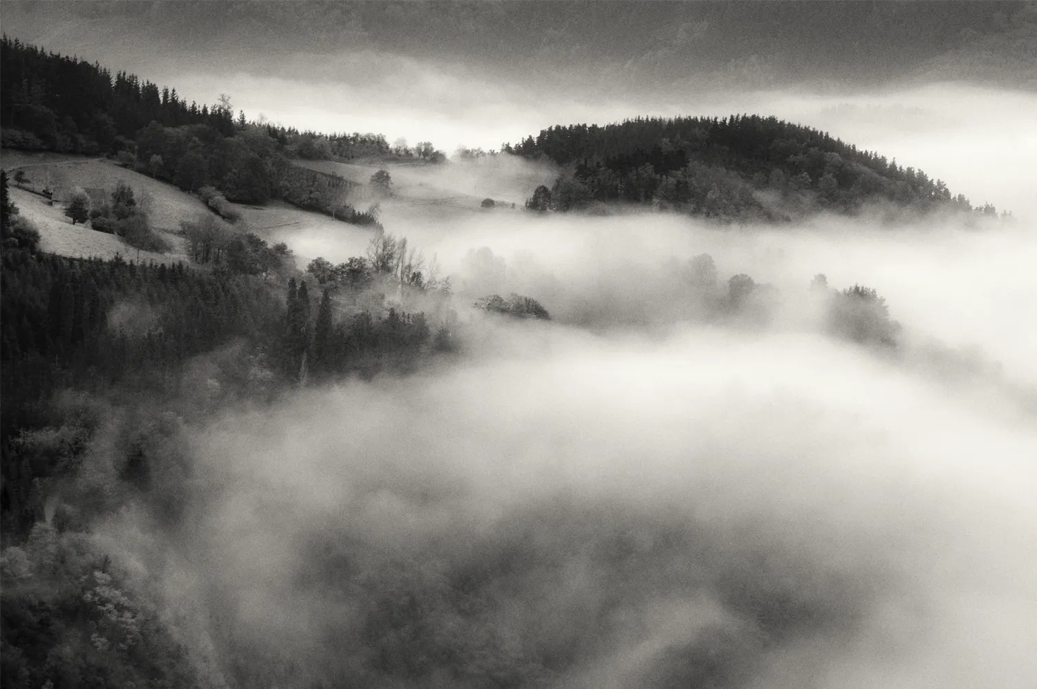 Paisaje envuelto en niebla con árboles al fondo, evocando un silencio etéreo y poético en la naturaleza.