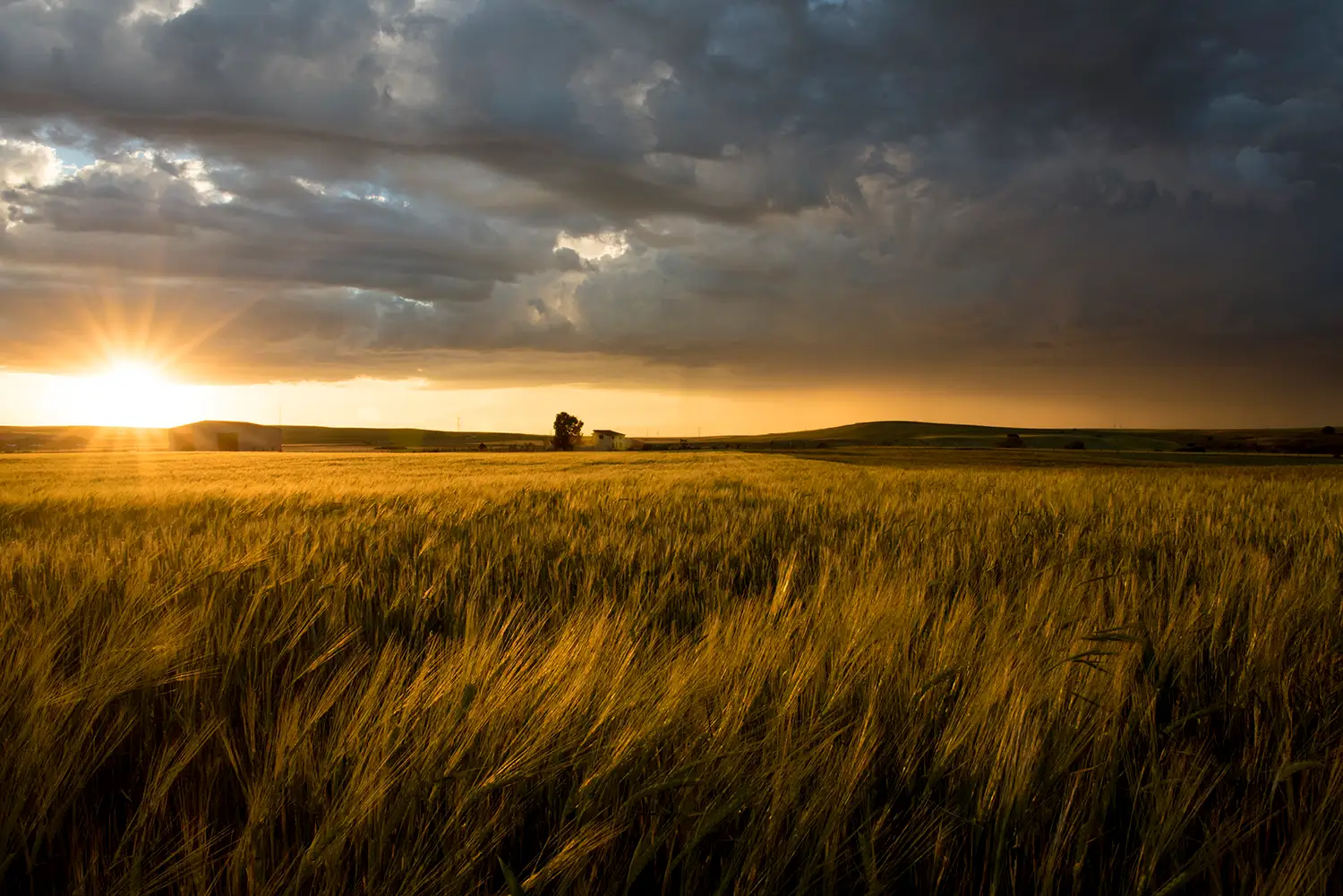 Fotografía de color de naturaleza al atardecer