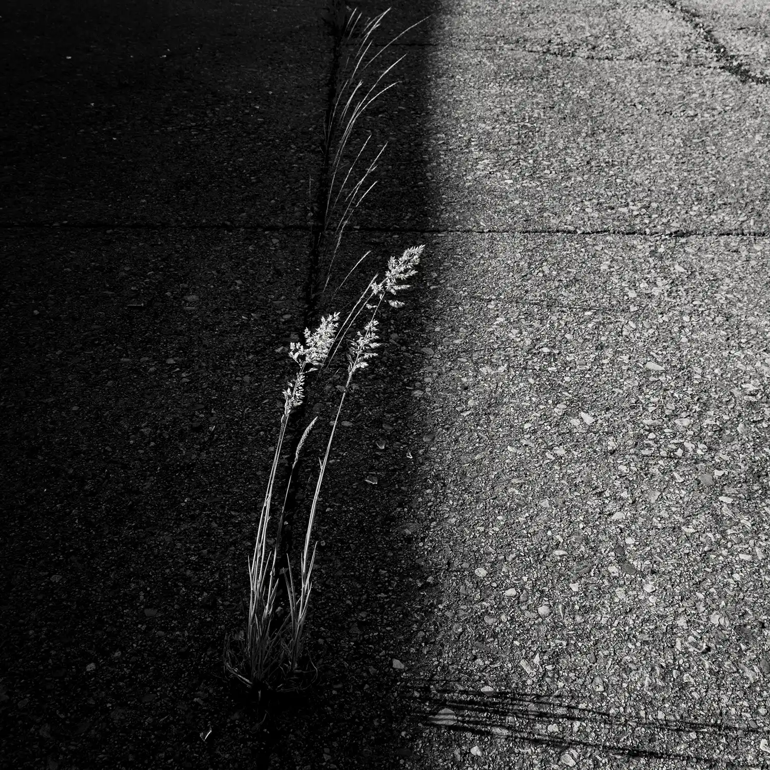 El blanco y negro profundiza cuando se elimina el color