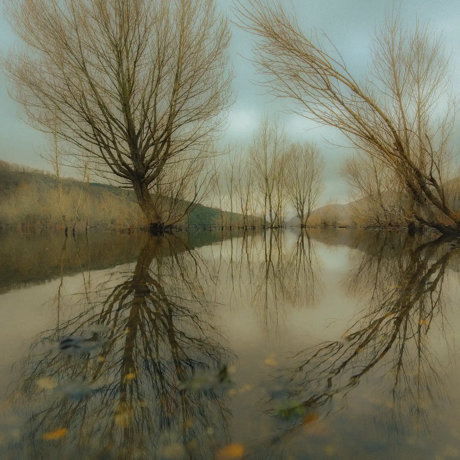 fotografía de color en la naturaleza suave y atemporal de ALMA