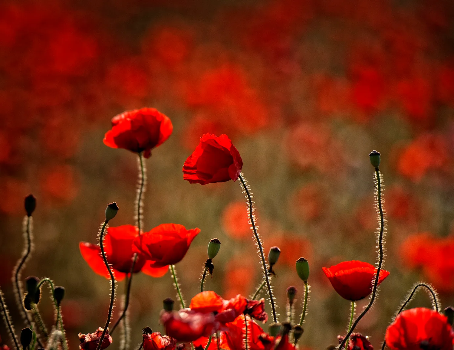 el color rojo intenso de un campo de amapolas en primavera