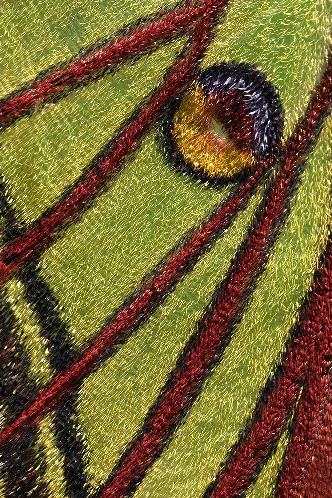 el color de un detalle del ala de una Graellsia Isabellae