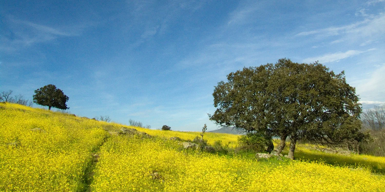 color de las dehesas en primavera