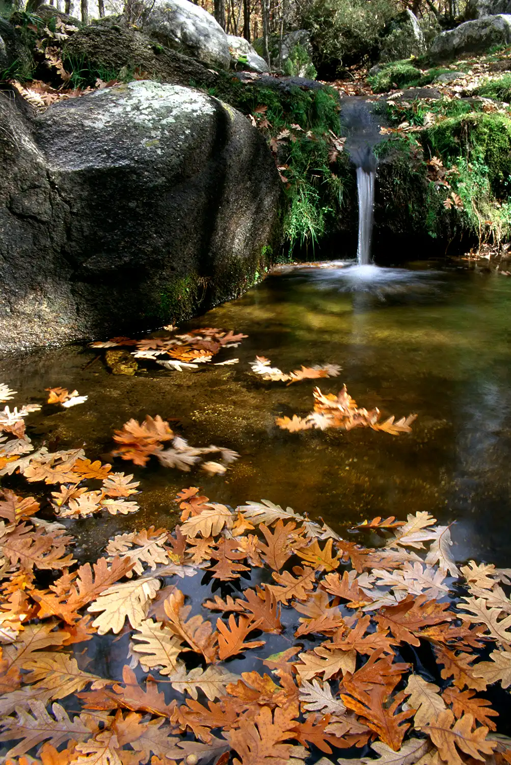 el color de La Sierra de Guadarrama en otoño