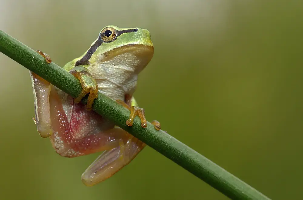 el color verde de la rana de San Antonio
