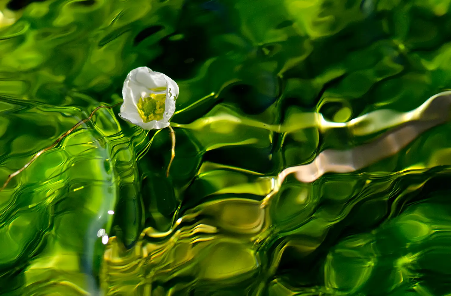 fotografía en color de naturaleza de una flor del ranúnculo en el río