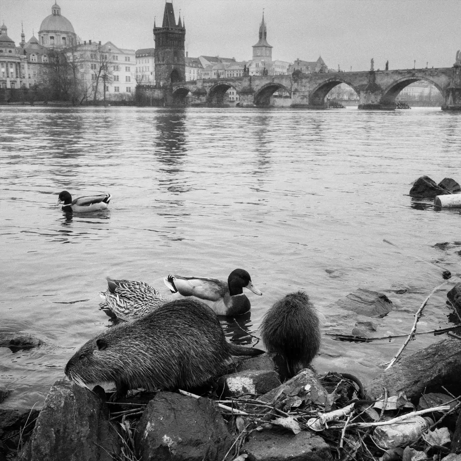 praga20