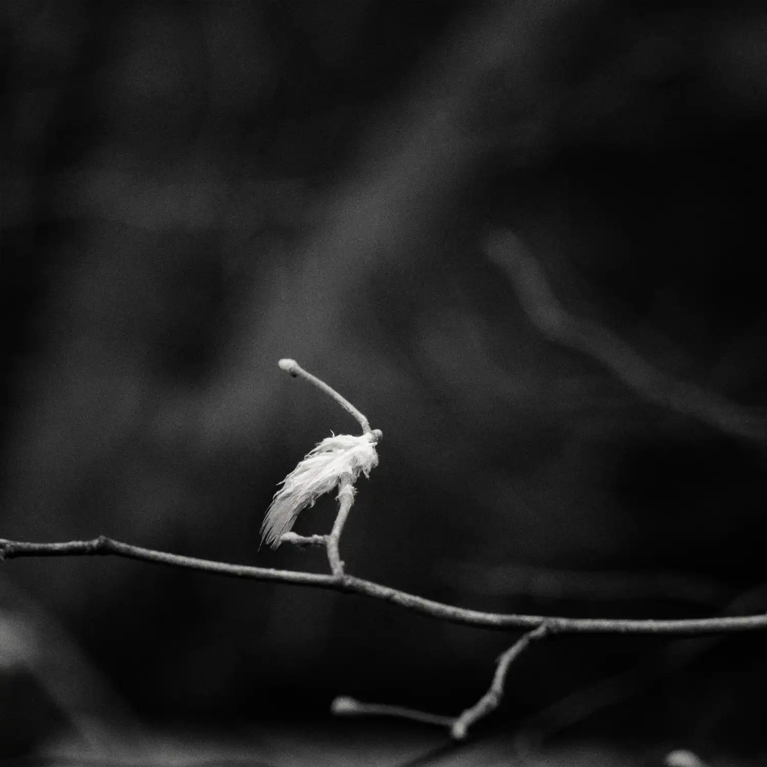 Fotografía de una pluma de ave enganchada en una rama